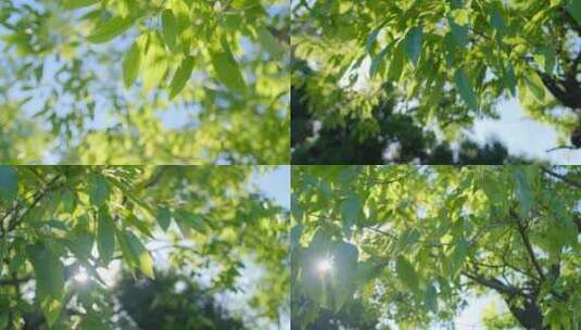 树叶树枝阳光摇动高清在线视频素材下载