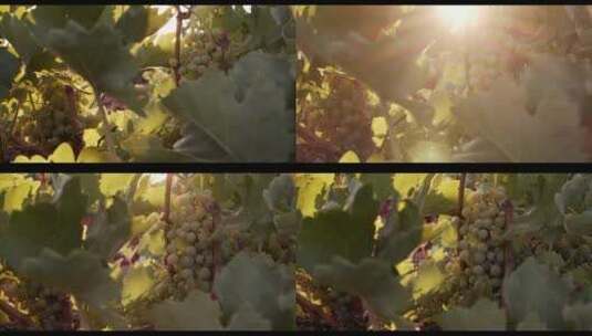 葡萄藤上黄色葡萄的慢镜头高清在线视频素材下载