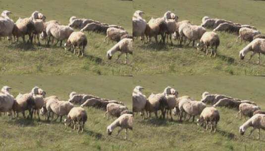 草原上吃草的羊群高清在线视频素材下载