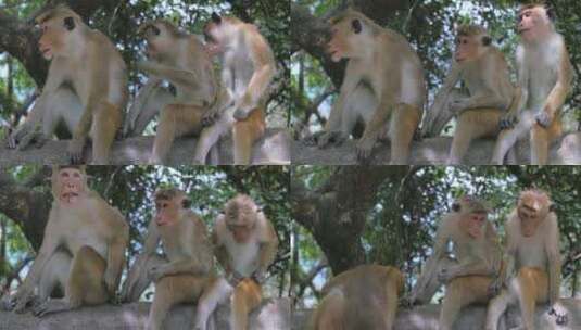 三只野猴坐在墙上的镜头高清在线视频素材下载