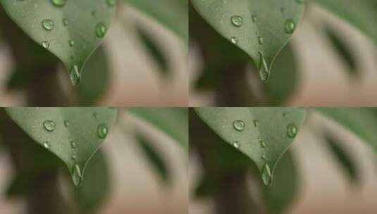 水滴 一滴水树叶滴水 大自然水滴高清在线视频素材下载