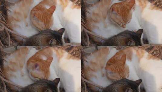 小猫在一起互相舔毛高清在线视频素材下载