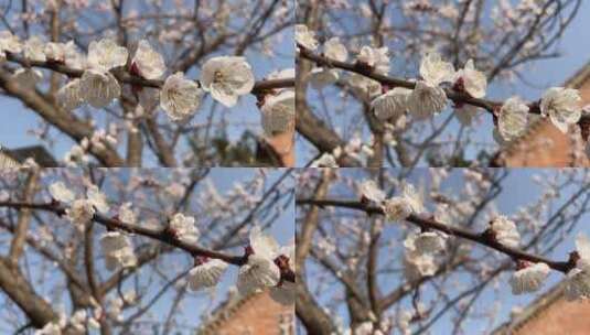 春天盛开的花朵特写高清在线视频素材下载