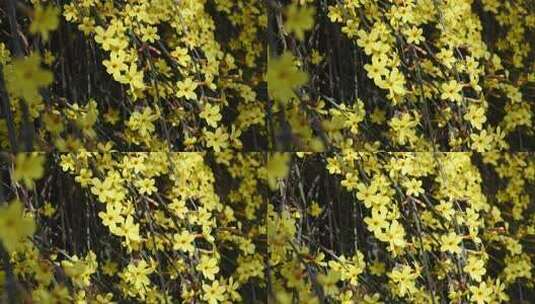 春天盛开的黄色迎春花随风摆动高清在线视频素材下载