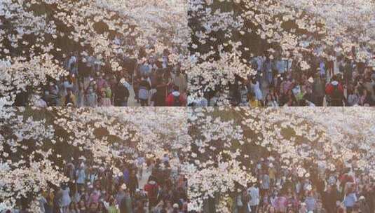 武汉春天花季樱花树下赏花的人流高清在线视频素材下载
