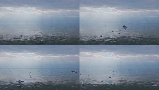 云南大理洱海海鸥升格慢镜头实拍视频高清在线视频素材下载