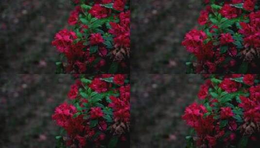 下雨天的花绽放高清在线视频素材下载