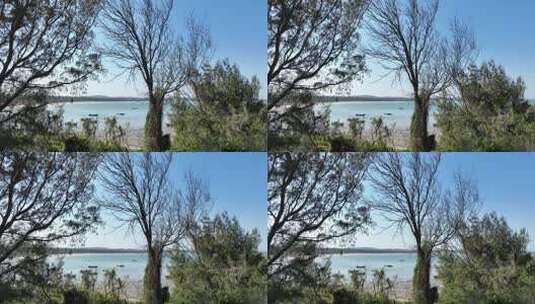 海边树林风景自然风光高清在线视频素材下载