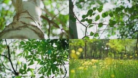 蒲公英草地杨树叶花朵阳光合集高清在线视频素材下载