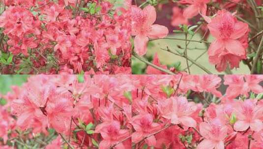红色日本大村杜鹃花红花朵高清在线视频素材下载