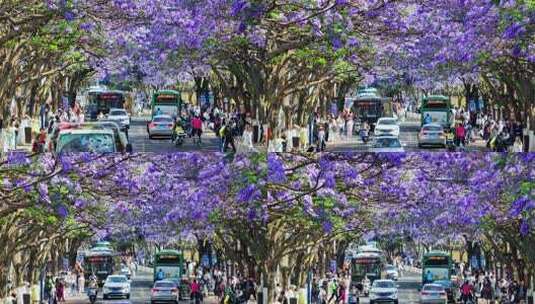 昆明教场中路蓝花楹航拍高清在线视频素材下载