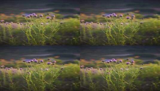 夕阳照射下暖色氛围感的紫色泥胡菜野花空镜高清在线视频素材下载
