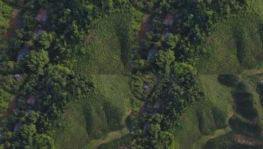 茶树种植园附近的小村庄高清在线视频素材下载