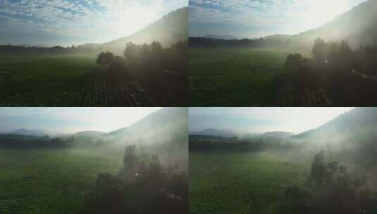 云雾缭绕的茶山茶园6高清在线视频素材下载
