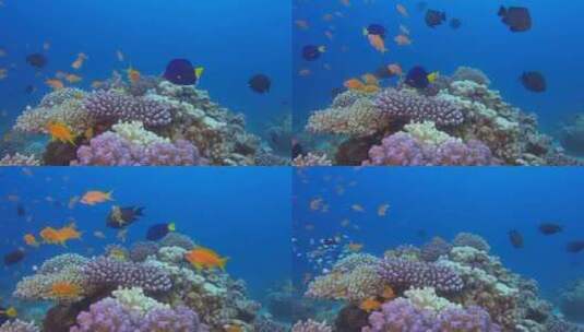 红海热带珊瑚礁高清在线视频素材下载