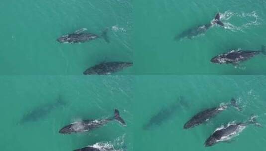 座头鲸—航拍鲸鱼高清在线视频素材下载