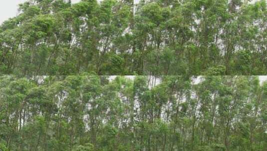 阴天森林风吹树林雨天树叶随风摇曳自然景观高清在线视频素材下载