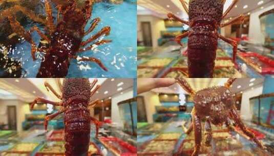 大龙虾 螃蟹 对虾过节 送礼好物（4条）高清在线视频素材下载
