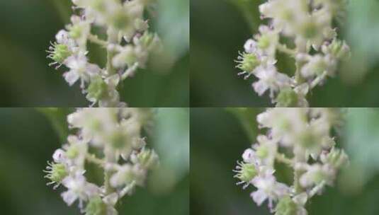 垂序商陆 花蕊微距高清在线视频素材下载