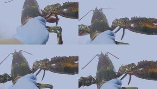 海鲜龙虾高清在线视频素材下载