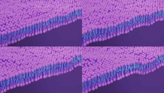 磷脂双分子层细胞膜3D渲染高清在线视频素材下载