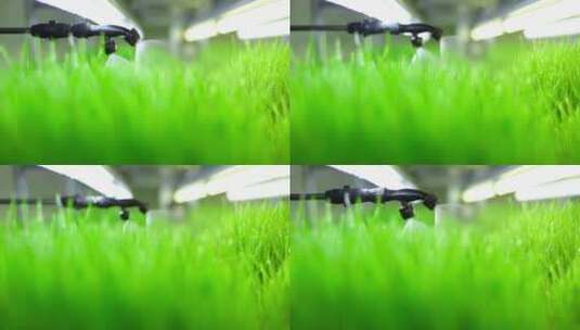 植物用水浇灌草药高清在线视频素材下载