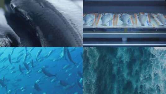 海洋鱼类冷冻鱼大海高清在线视频素材下载