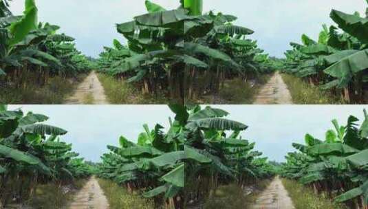 香蕉树林种植高清在线视频素材下载