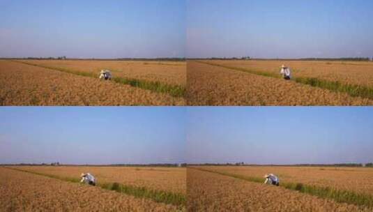水稻 农业 三农高清在线视频素材下载