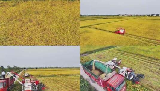 稻田丰收金秋水稻机械收割现场航拍视频合集高清在线视频素材下载