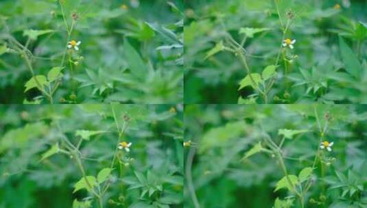 晴天阳光天照射植物花卉高清在线视频素材下载