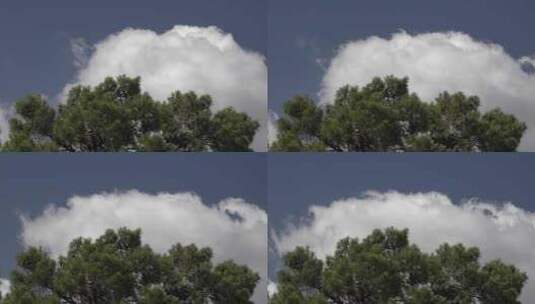 蓝天白云和树木高清在线视频素材下载