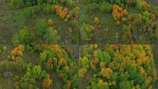 秋天的高山森林高清在线视频素材下载
