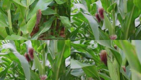 农作物丰收农业三农农产品玉米包谷特写高清在线视频素材下载