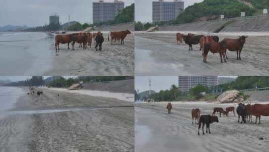 惠州散养黄牛高清在线视频素材下载
