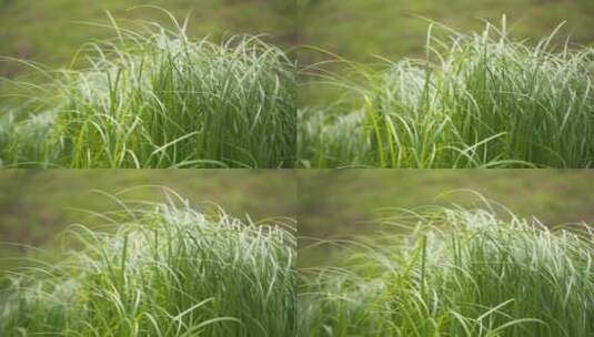 春天清晨微风吹动绿草从摇摆高清在线视频素材下载