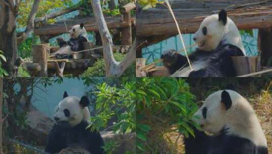 动物园的大熊猫高清在线视频素材下载