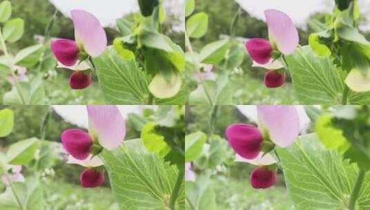 春天鲜艳豌豆花实拍4K高清视频素材高清在线视频素材下载