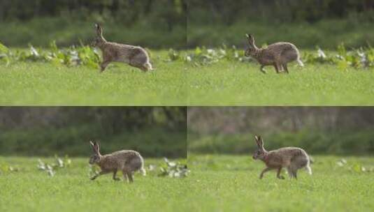 野兔在奔跑高清在线视频素材下载