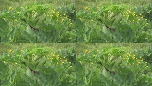 绿色植物开着黄花高清在线视频素材下载