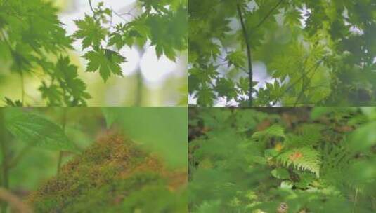 森林树叶唯美空镜高清在线视频素材下载