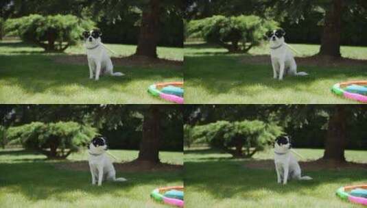 一只在公园草地上休息的宠物狗高清在线视频素材下载