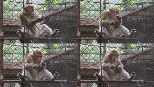 笼子里的猴子高清在线视频素材下载