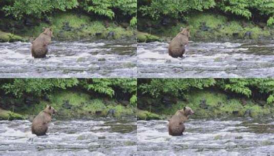 棕熊耐心地在帕夫洛夫河里捕捞鲑鱼高清在线视频素材下载