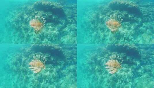 海洋珊瑚礁上游动的狮子鱼高清在线视频素材下载