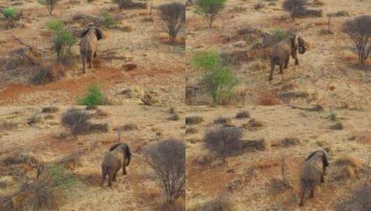 航拍草原上独自行走的大象高清在线视频素材下载