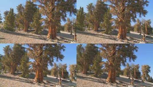无人机拍摄刚毛松树高清在线视频素材下载