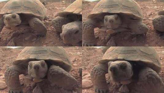 沙漠龟的特写高清在线视频素材下载