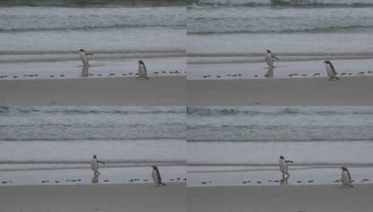企鹅在沙滩上走高清在线视频素材下载