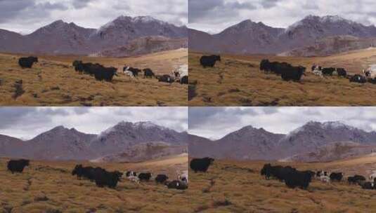 西藏高原牦牛高清在线视频素材下载